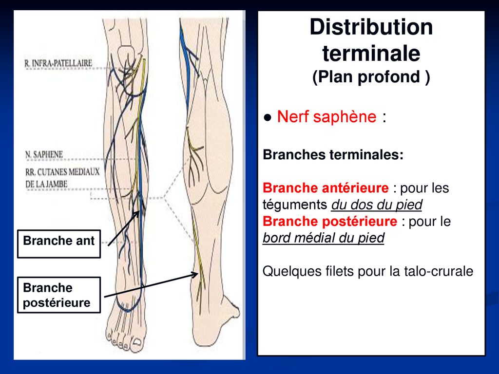 Nevrologie du membre pelvien ppt t l charger